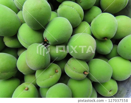 plum plum 127037558