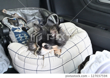 吉娃娃在駕駛床上休息 吉娃娃在駕駛床上休息 127037594