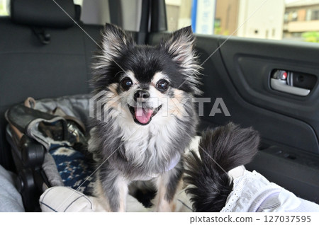 開著狗床開車——吉娃娃看起來很開心 127037595