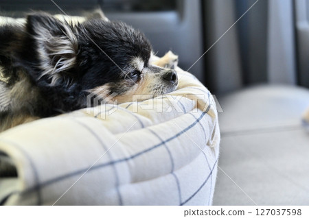 Driving on a dog driving bed: Chihuahua sleeping comfortably Driving on a dog driving bed: Chihuahua sleeping comfortably 127037598