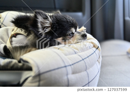 Driving on a dog driving bed: Chihuahua sleeping comfortably 127037599