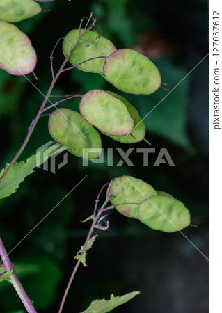 Money-like goldfish 02 Money-like goldfish 02 127037612