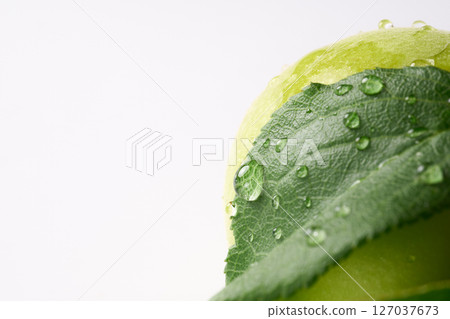 Plum fruit with white background 127037673