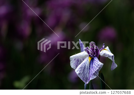 鳶尾花綻放出多種色彩，不斷撫慰著人們的心靈。 127037688