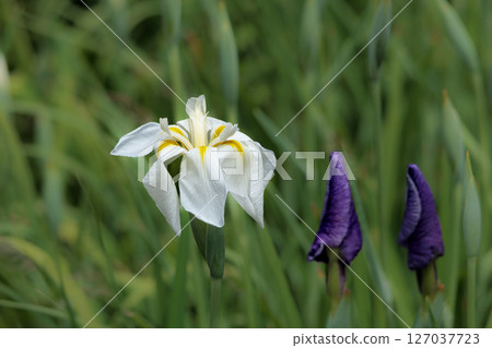 鳶尾花綻放出多種色彩，不斷撫慰著人們的心靈。 127037723