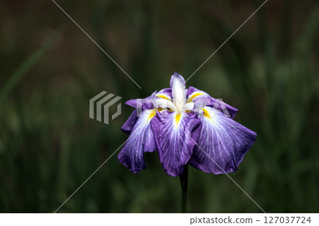 鳶尾花綻放出多種色彩，不斷撫慰著人們的心靈。 127037724