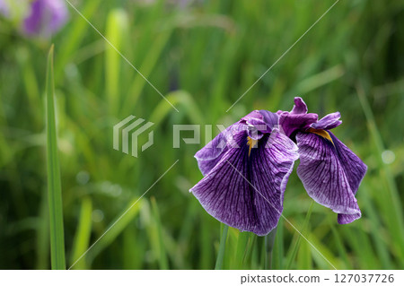 鳶尾花綻放出多種色彩，不斷撫慰著人們的心靈。 127037726