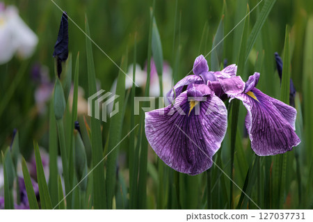 鳶尾花綻放出多種色彩，不斷撫慰著人們的心靈。 127037731