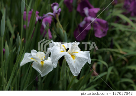 Colorful irises continue to bloom and soothe people's hearts 127037842