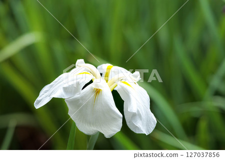 Colorful irises continue to bloom and soothe people's hearts Colorful irises continue to bloom and soothe people's hearts 127037856