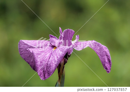 Colorful irises continue to bloom and soothe people's hearts 127037857