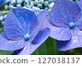 繡球花與雨濕 127038137