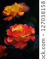 Rose   127038158