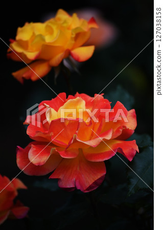 Rose   127038158