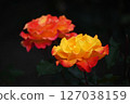 Rose   127038159