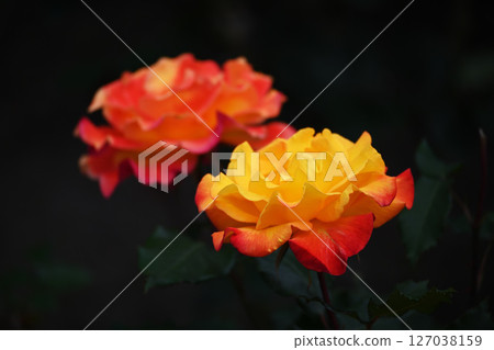 Rose   127038159