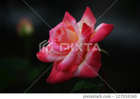 Rose   127038160
