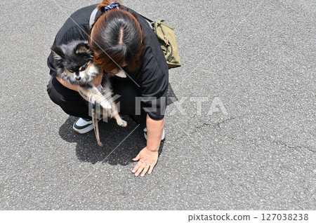 A female owner checks the temperature of the ground with her hand before going for a walk. Summer material. Chihuahua 127038238