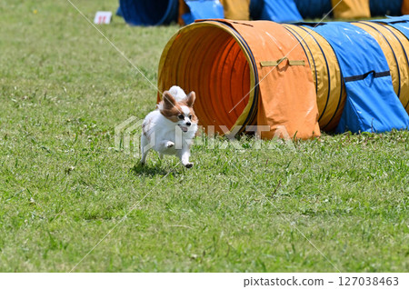 巴比龍玩狗跑 127038463