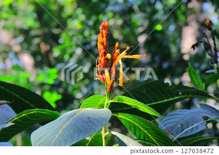 Tart / Quincy瀑布 Tart / Quincy瀑布 127038472