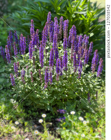 美麗的紫色鼠尾草 127038542