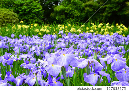 A view of the Johoku Iris Garden with irises in full bloom (Asahi Ward, Osaka City) 127038575