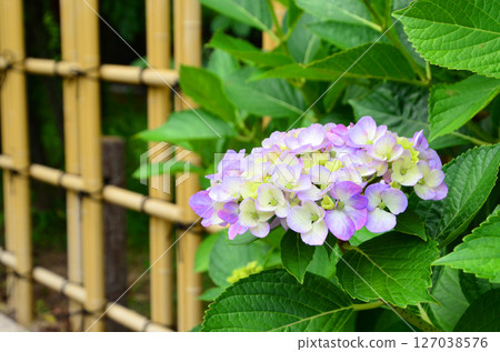 繡球花開始綻放 127038576