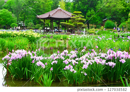 A view of the Johoku Iris Garden with irises in full bloom (Asahi Ward, Osaka City) A view of the Johoku Iris Garden with irises in full bloom (Asahi Ward, Osaka City) 127038582