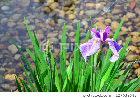 Japanese iris (Johoku Iris Garden, Osaka) Japanese iris (Johoku Iris Garden, Osaka) 127038583