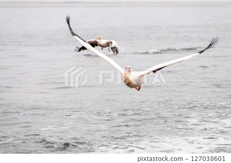 Pelican in Walvis Bay Pelican in Walvis Bay 127038601