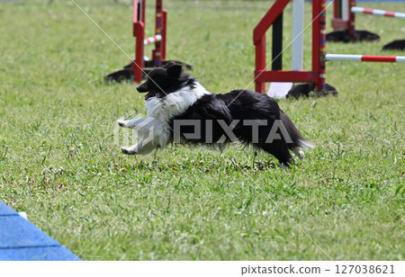 Sheltie (Shetland Sheepdog) playing in a dog run Sheltie (Shetland Sheepdog) playing in a dog run 127038621