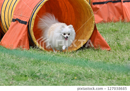 博美犬玩狗跑 127038685