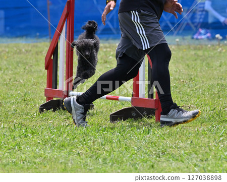 使用與狗奔跑的玩具獅子狗 127038898