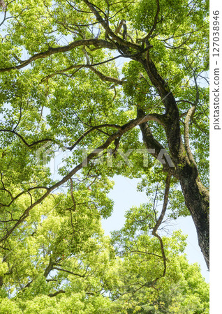 初夏的一棵大樟樹、樹葉和天空 127038946