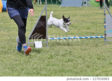 傑克羅素梗犬在狗奔跑中玩 127038963