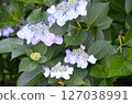 藍色繡球花 127038991