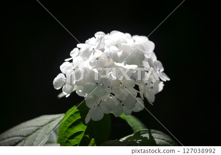 Cute white hydrangea 127038992
