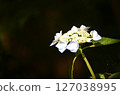 白色斑葉繡球花 127038995