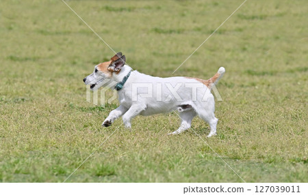 Jumping!! A Jack Russell Terrier looking happy Jumping!! A Jack Russell Terrier looking happy 127039011