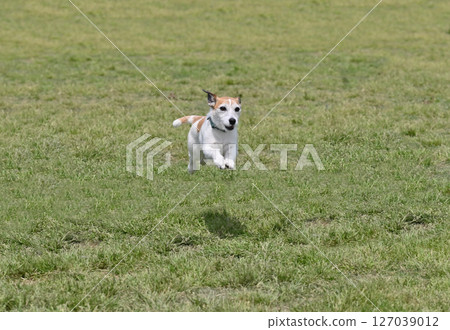 Jumping!! A Jack Russell Terrier looking happy Jumping!! A Jack Russell Terrier looking happy 127039012