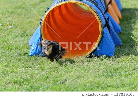臘腸犬（Kaninchen Dachshund）在狗狗跑道上玩耍 127039103