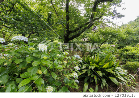 Sankeien Garden in the rainy season 127039113