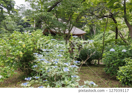 Sankeien Garden in the rainy season Sankeien Garden in the rainy season 127039117