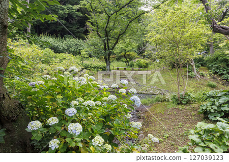 Sankeien Garden in the rainy season 127039123