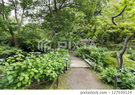 Sankeien Garden in the rainy season Sankeien Garden in the rainy season 127039124