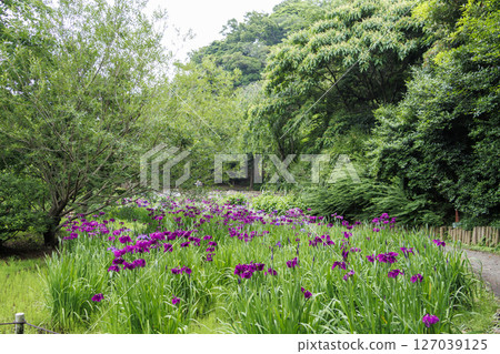 Sankeien Garden in the rainy season Sankeien Garden in the rainy season 127039125