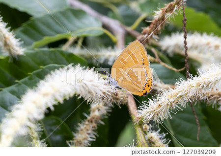 Akashijimi Akashijimi 127039209