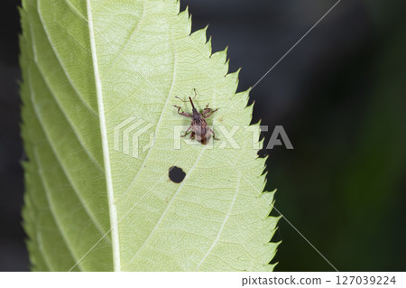 Obimon weevil 127039224