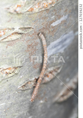 Mushroom-like moth Mushroom-like moth 127039232