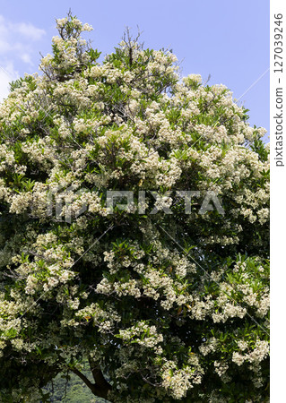 Sangogesu 127039246